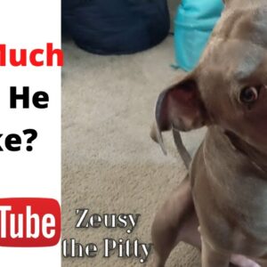 How Much Does Zeusy The Pitty Make on YouTube