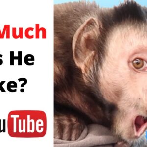 How Much Does MonkeyBoo Make on YouTube