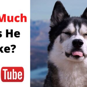 How Much Does K'eyush The Stunt Dog Make on YouTube