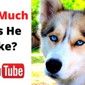 How Much Does Gone to the Snow Dogs Make on YouTube