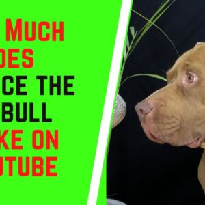 How Much Does Bounce The Pitbull Make On YouTube