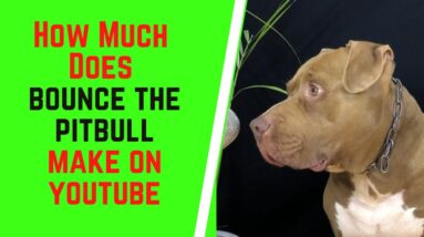 How Much Does Bounce The Pitbull Make On YouTube